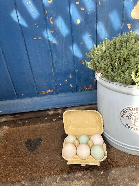 free range duck eggs - box of 6 eggs